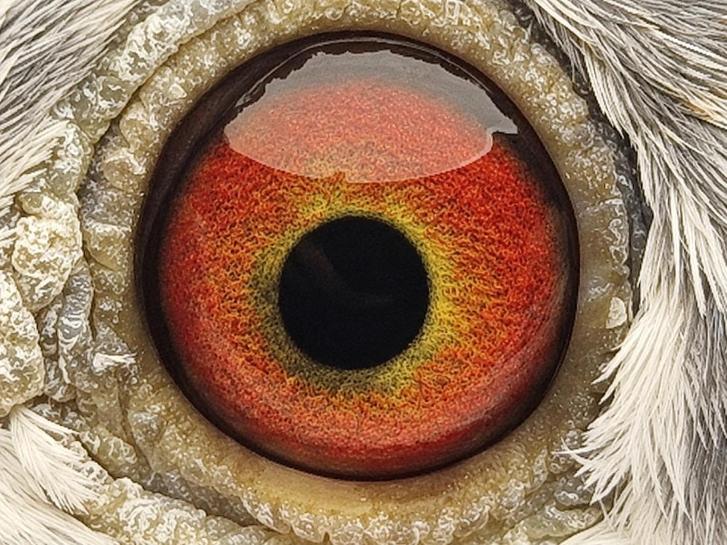 Pigeon eye